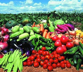 福永、沙井及深圳地區(qū)的農(nóng)產(chǎn)品與綠植服務(wù)概覽 蔬菜配送、批發(fā)與苗木供應(yīng)