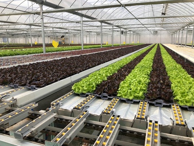 孫橋農(nóng)業(yè)智能化蔬菜工廠建設(shè)圓滿完工，苗木產(chǎn)業(yè)邁向新紀(jì)元